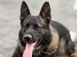 German Shepherd Stud | Kaiser | 5 Years Old
