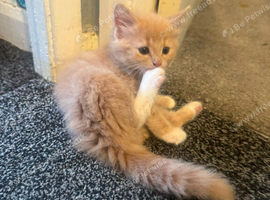 Male rare cream kitten