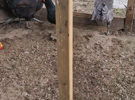 4 Chickens for sale