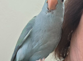 Beautiful hand reared ringneck boys