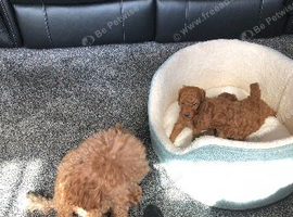 Stunning DEEP RED Toy Poodle puppies