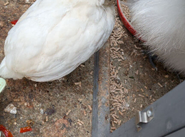 Polish mix pullet 8 weeks old
