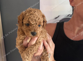 Maltipoo pups stunning colours