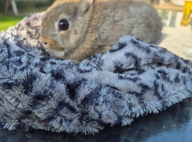 Male and female netherland dwarf
