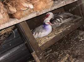 Hens for sale mixed breed some brown some buff