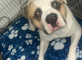 American bulldog