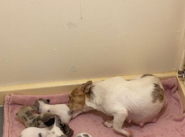 Jack Russell pup