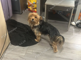 Chihuahua/ yorkie 2 of sisters 5 years old