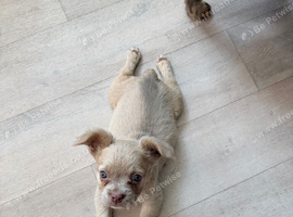 KC REG Fluffy frenchie bulldog puppy