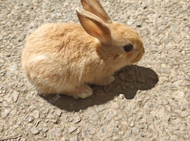 Mini rex babies