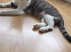 7 beautiful kittens