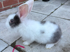 Baby lionhead