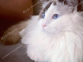 7 year old sweet Ragdoll