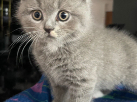 British Shortfur kittens 2 female & 4 male (sold 1 Boy)