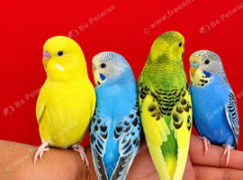 Super silly hand tamed baby budgies