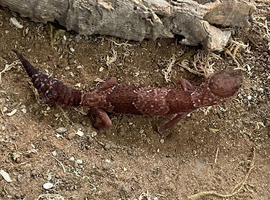 Fat tailed gecko group for sale