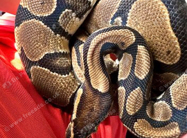 Royal python