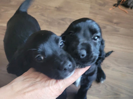 2 cocker spaniel puppies for sale!