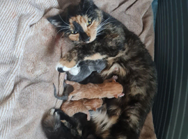 Lovely1 Ginger and white, and 1grey kitten for sale