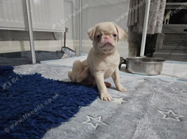 Beautiful Pink Pug puppies for sale