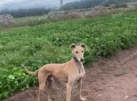 Lurcher