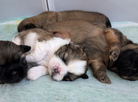 Beautiful shih tzu puppies 3 girls 2 boys