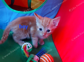 Kittens for sale
