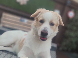 Teddy... 8month old...