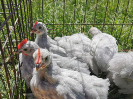 Lavender Pekin Bantam COCKEREL