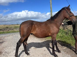 Yearling colt Irish sports horse