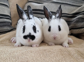 Mini rex bucks