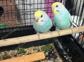 Baby budgies