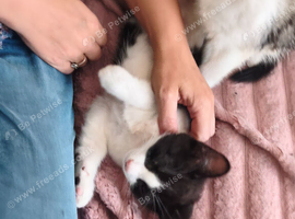 2 cute very friendly very playful kittens