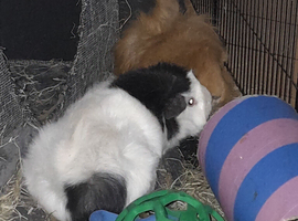 Looking for a 4+ year old guinea pig of any breed