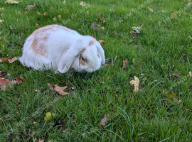 Young male mini lop for sale