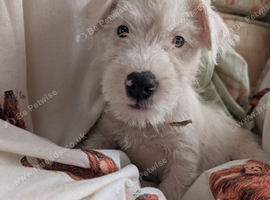 Terrier