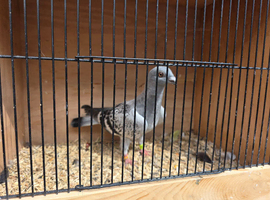 syrian pigeons 2026