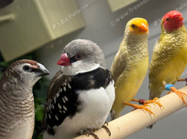 X2 diamond fire tail finches