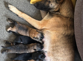 Belgian malinmoi  x Alsatian