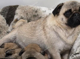 KC Registered Home Raised PUG Puppies