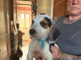 Last 2 bitch pups left ready to leave now