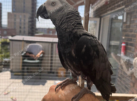 African grey parrot