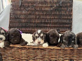 F1 Cockapoo Litter - 2 Girls & 4 Boys Available