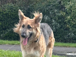 German shepherd bitch