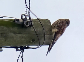 Bird of prey wanted , harris , perigrin,gry/saker or goss etc