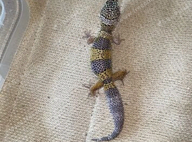 UPDATED PICS FEMALE Baby leopard gecko available to leave NOW!
