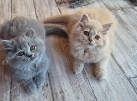 british longhair