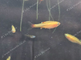 Gold white cloud mountain minnows