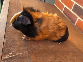 Baby boar Guinea pigs rex/teddy cross.