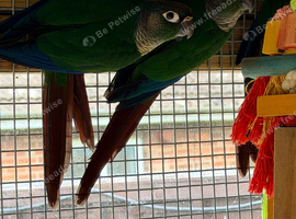 Baby conures
